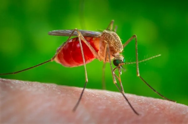 Sivrisinek kaynaklı salgın! 33 kişi hayatını kaybetti